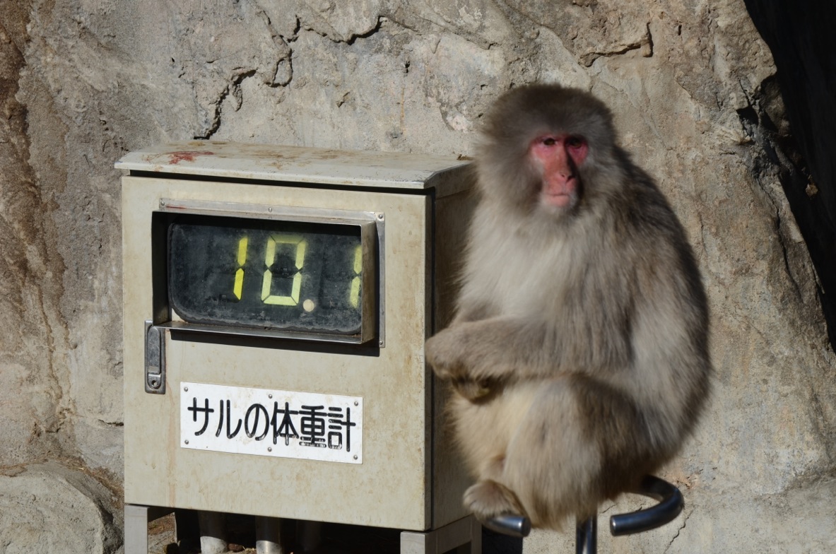 サルの体重計